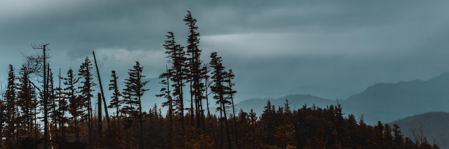 a forest on a mountain silhouetted against a cloudy sky