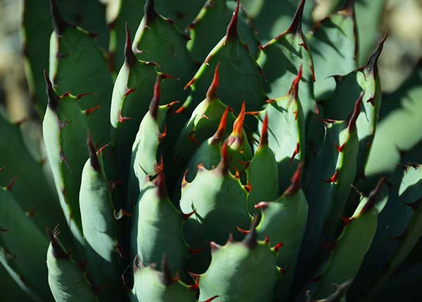 close up of a cactus